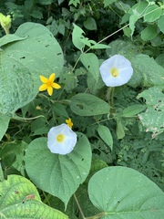 Ipomoea neurocephala