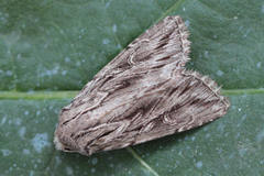 Pseudohadena laciniosa