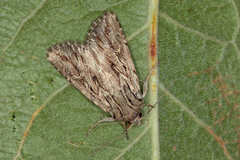 Pseudohadena laciniosa