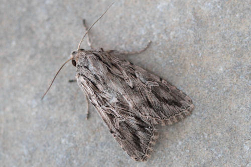 Rhiza laciniosa