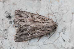 Pseudohadena laciniosa