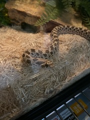 Heterodon