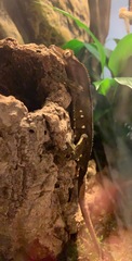 Correlophus ciliatus