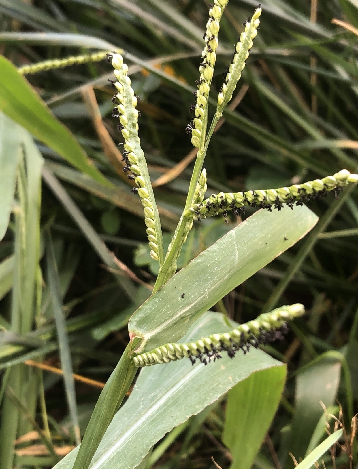 Paspalum pubiflorum