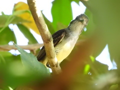 Myiarchus ferox