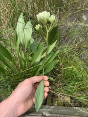 Arnoglossum plantagineum
