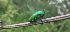 Sternocera sternicornis