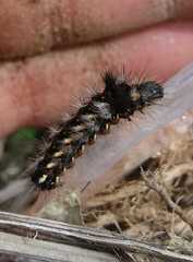 Acronicta rumicis