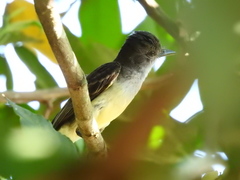 Myiarchus ferox