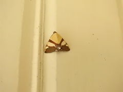 Eulepidotis julianata