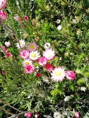 Achyranthemum affine