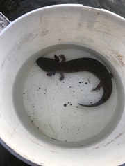 Necturus maculosus