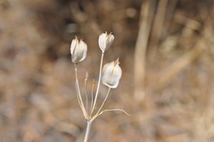 Calochortus eurycarpus