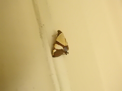 Eulepidotis julianata