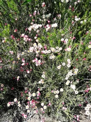 Achyranthemum affine