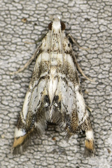 Eoparargyractis plevie