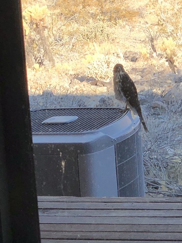 iNaturalist observation photo of Cooper's Hawk