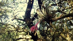 Tillandsia recurvifolia
