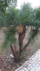 Syagrus flexuosa