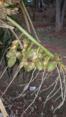 Syagrus flexuosa
