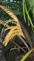Syagrus flexuosa