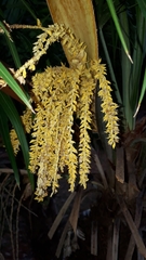 Syagrus flexuosa