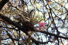 Tillandsia recurvifolia