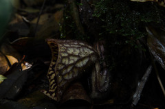Aristolochia petelotii