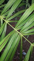 Syagrus flexuosa