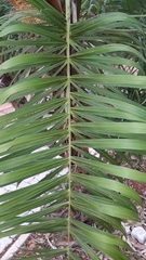 Syagrus flexuosa