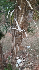 Syagrus flexuosa