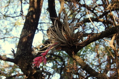 Tillandsia recurvifolia