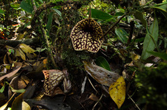Aristolochia petelotii