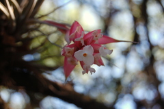 Tillandsia recurvifolia