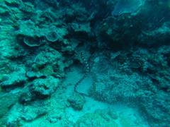 Emydocephalus ijimae