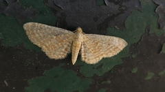 Eupithecia spissilineata
