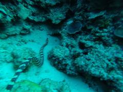 Emydocephalus ijimae