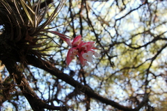 Tillandsia recurvifolia