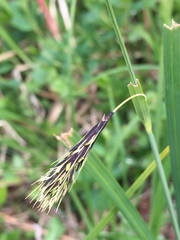 Carex macrochaeta