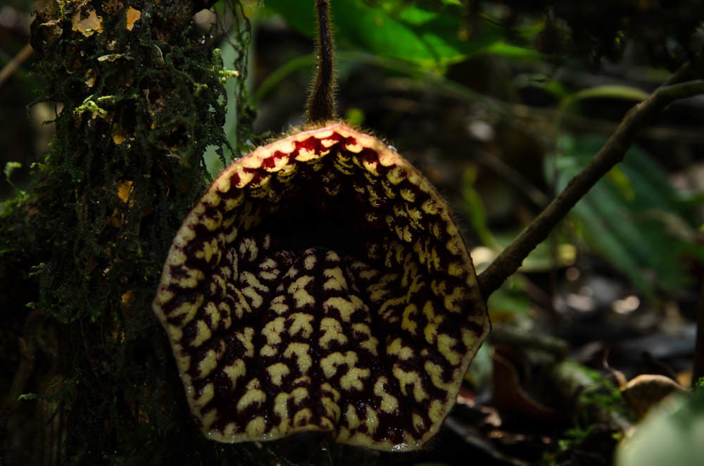 Isotrema petelotii (Isotrema petelotii)