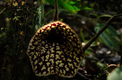 Aristolochia petelotii