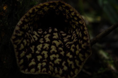 Aristolochia petelotii