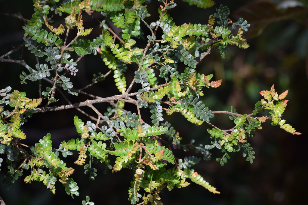 Weinmannia microphylla