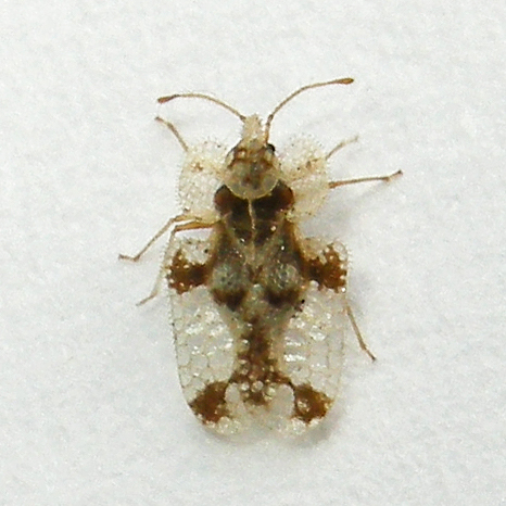 Walnut Lace Bug photo 2