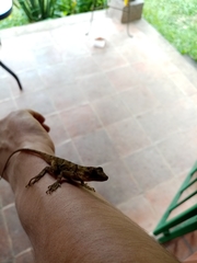 Anolis schiedii