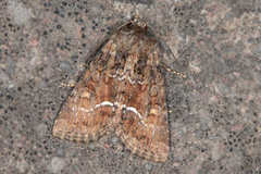 Oligia strigilis