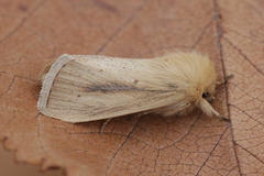 Sesamia nonagrioides