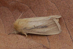 Sesamia nonagrioides