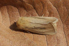 Sesamia nonagrioides