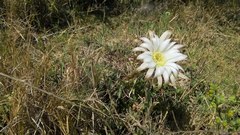 Echinopsis rhodotricha